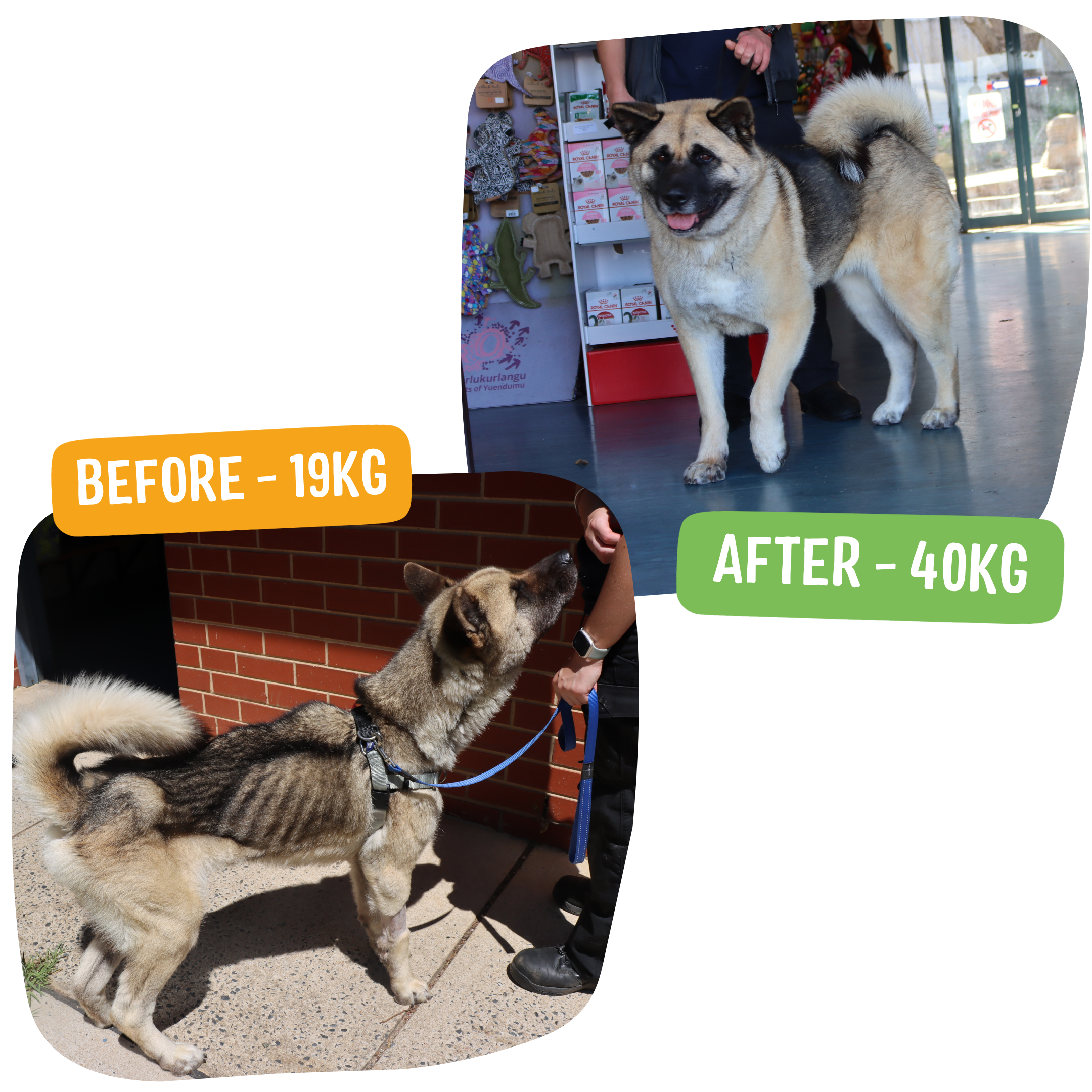 Before-and-after photos of Kuma showing their weight increase from 19 kg to 40 kg.