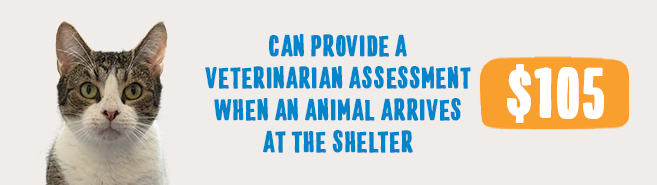 Cat beside text explaining that $105 can provide a veterinary assessment when an animal arrives at the shelter.