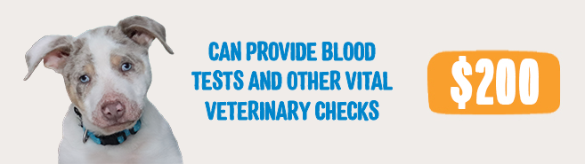 Dog beside text explaining that $200 can provide blood tests and other vital veterinary checks.